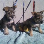 photo(15)